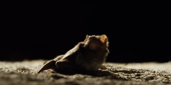 памагити не умею летать