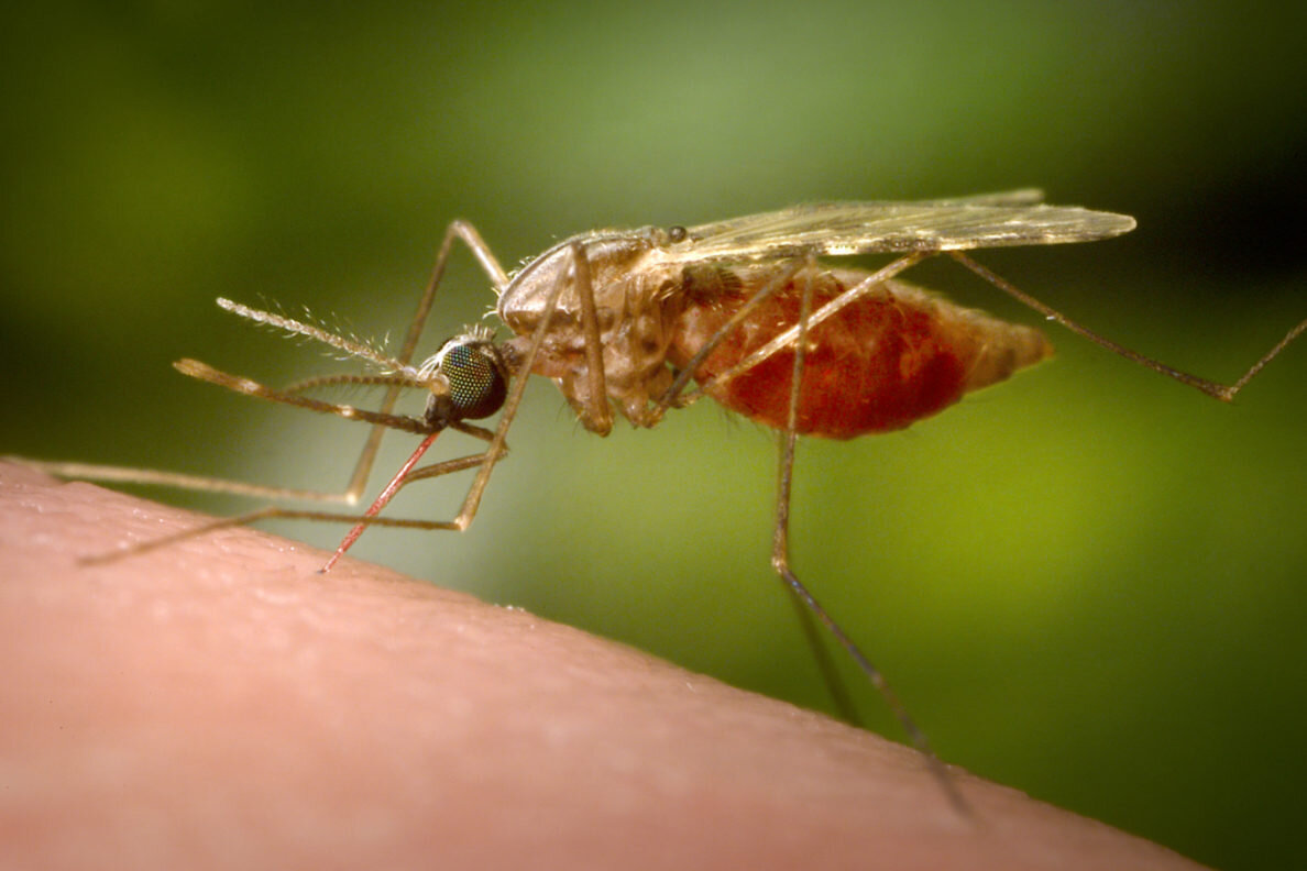 Почему для борьбы с малярией. Малярийный комар. Комар анофелес. Анофелес малярийный. Комар рода анофелес.