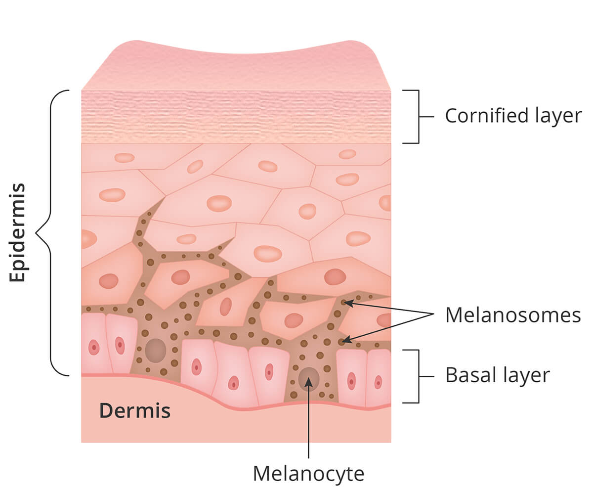 В каком слое кожи синтезируется пигмент меланин. Меланоциты меланин кожа. Клетки меланина в коже.