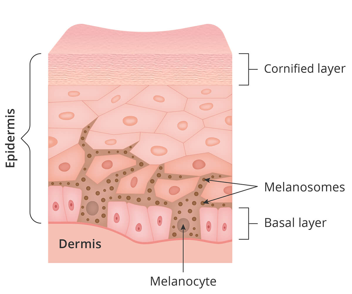 Меланоциты меланин кожа. Клетки меланина в коже.