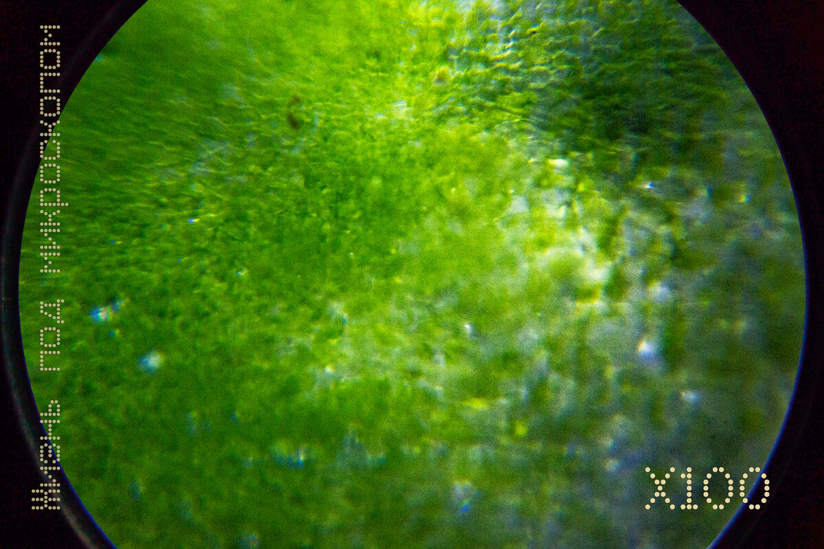 Кожица обычного огурчика с грядки