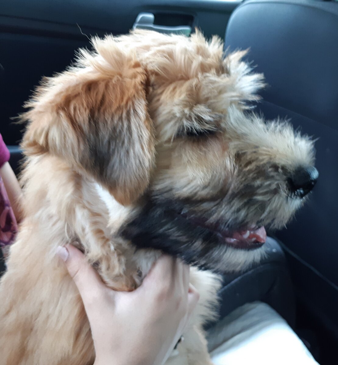 Чили, ирландский пшеничный мягкошерстный терьер, 4 месяца. Фото автора