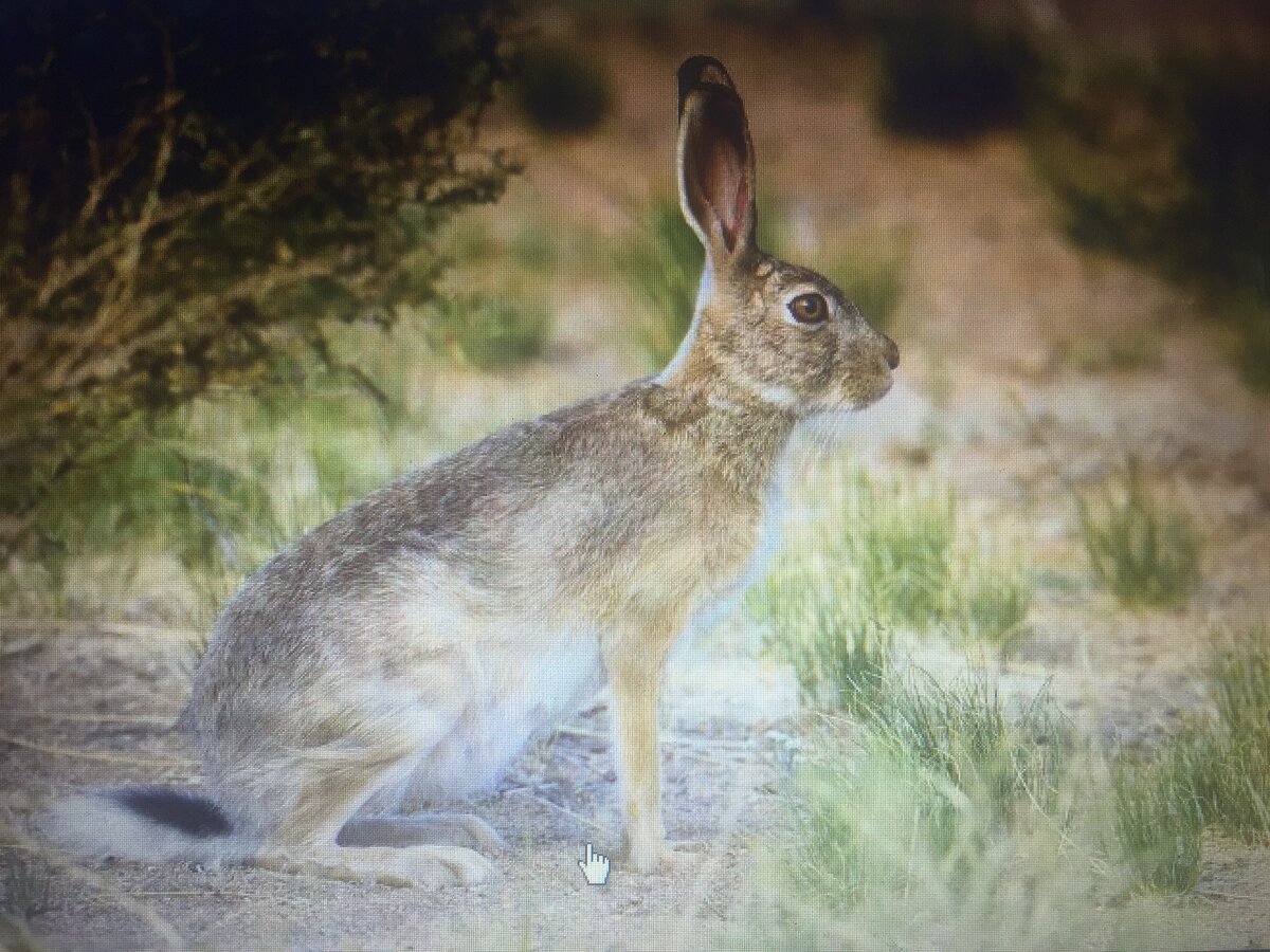 Steppe hare
