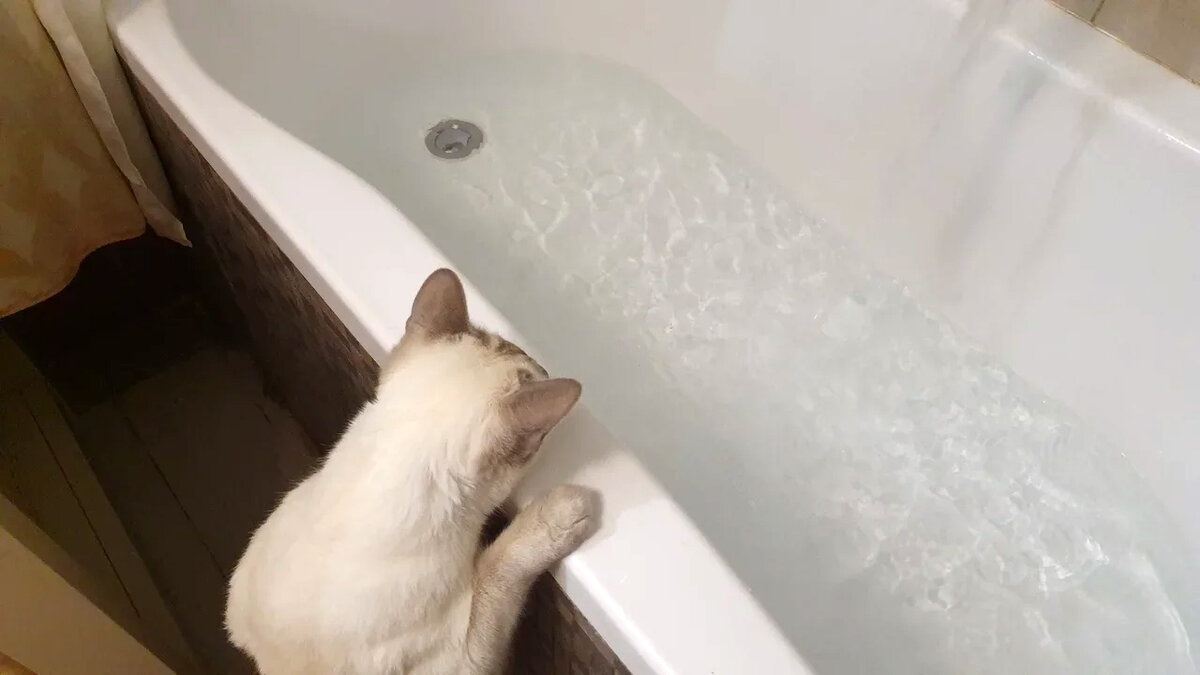 Зачем ванна. Страшный кот в ванной. Большой кот в ванной. Кот в ванной с пенопластом. Ванна на кошачьих лапках.