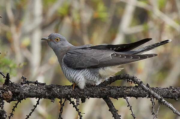 Обыкновенная кукушка. Источник фото: oiseaux.net 