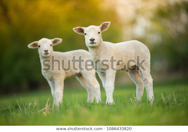 https://www.shutterstock.com/image-photo/cute-little-lambs-on-fresh-spring-1086433820?irgwc=1&utm_medium=Affiliate&utm_campaign=Pixabay+GmbH&utm_source=44814&utm_term=https%3A%2F%2Fpixabay.com%2Fru%2Fimages%2Fsearch%2F%25D0%25BE%25D0%25B2%25D0%25B5%25D1%2587%25D0%25BA%25D0%25B0%2F