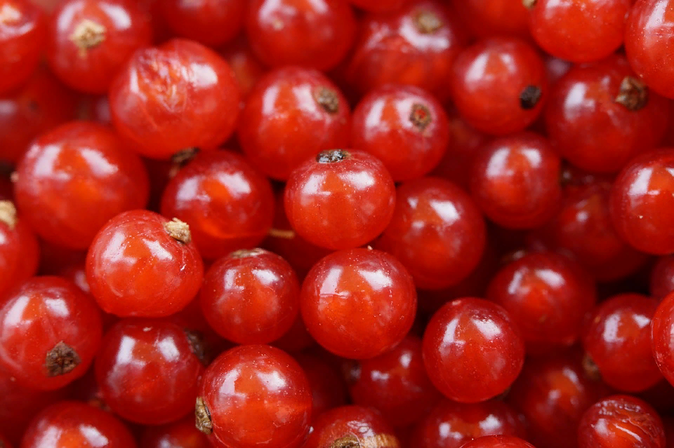 https://cdn.pixabay.com/photo/2014/07/29/16/16/currants-404688_960_720.jpg