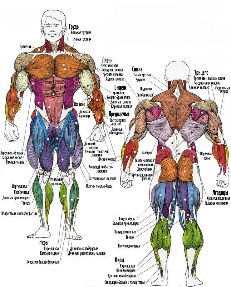 Фото Мышцы, более 85 качественных бесплатных стоковых фото