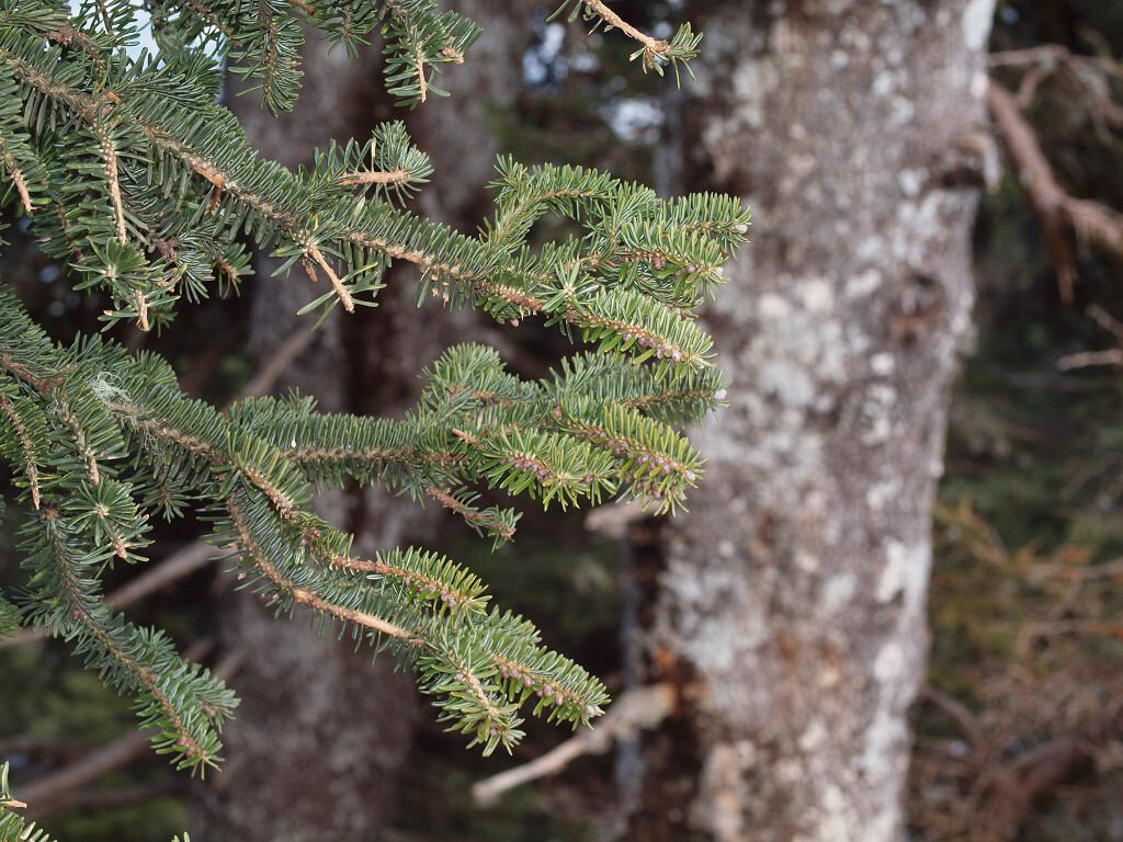 Пихта | Уральский следопыт 🌲uralstalker | Дзен