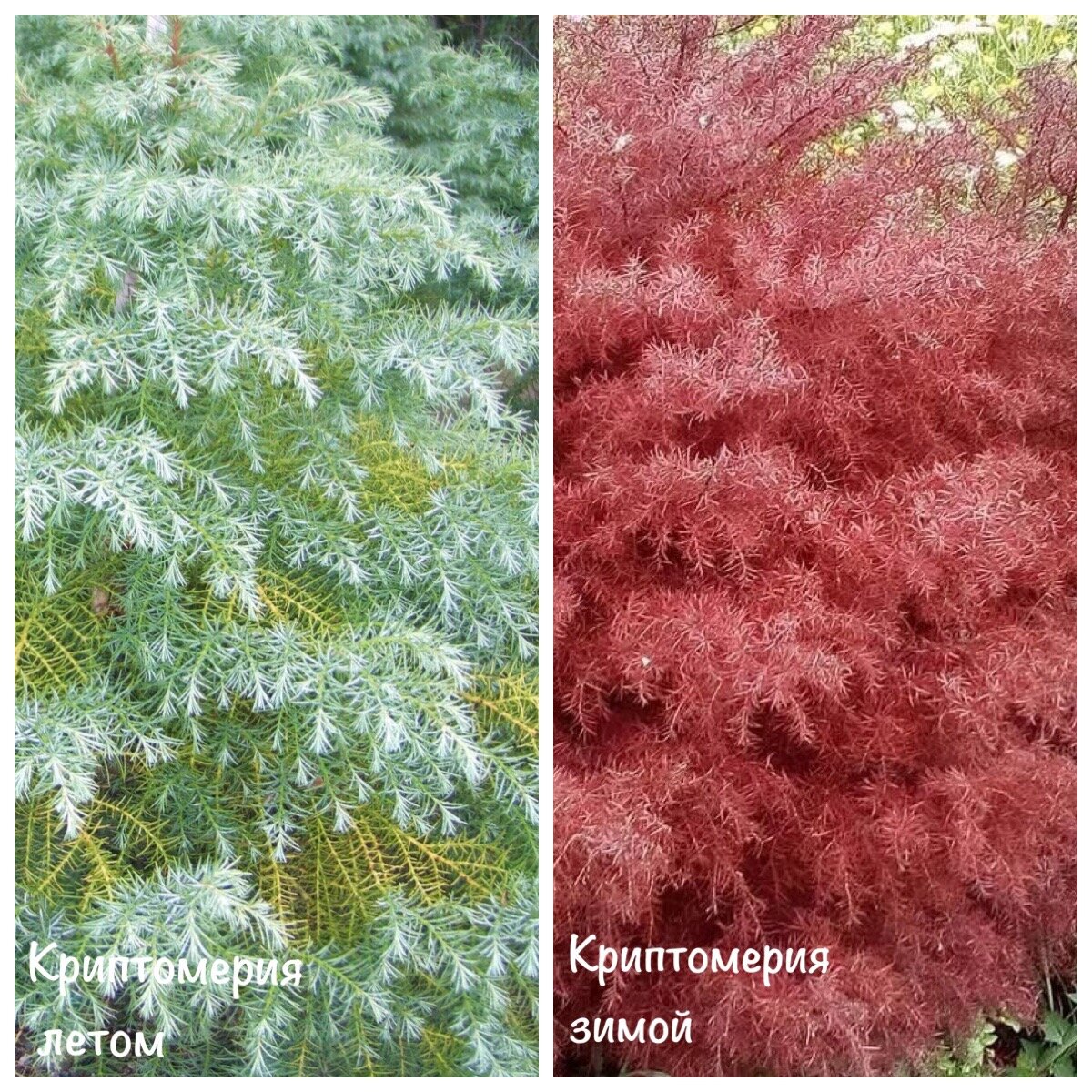 Вот примерно по таким картинкам, я опознала своего питомца