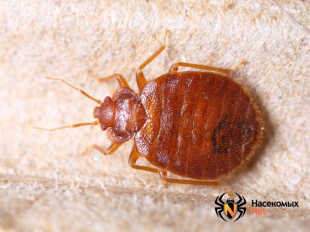 Постельный клоп