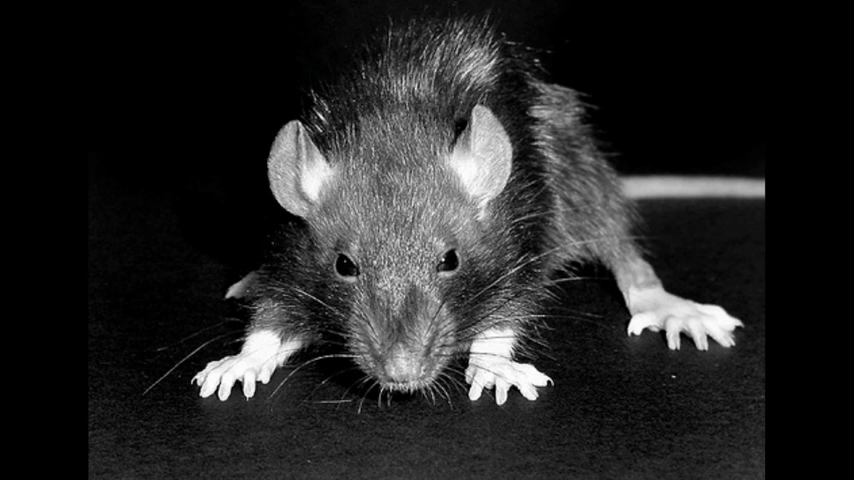 фото Яндекс.Картинки