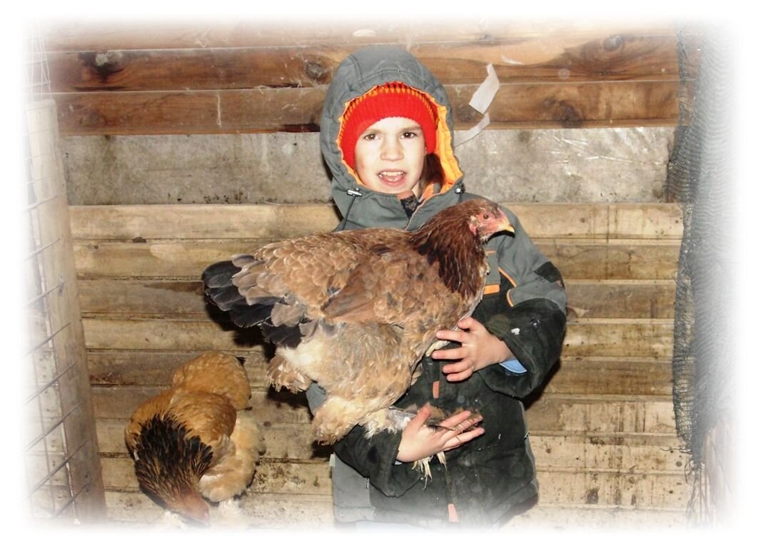 Как показала практика, Брама - весьма спокойная птица
