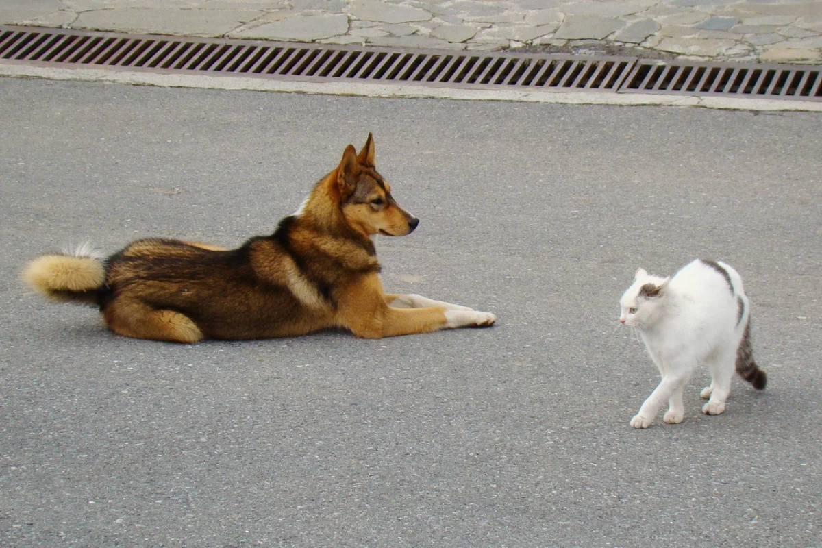 Когда будете абсолютно уверены в собаке, спустите ее с поводка. Продолжайте внимательно присматривать за обоими питомцами. Обязательно используйте кликер и угощения, чтобы поощрять правильное поведение собаки.