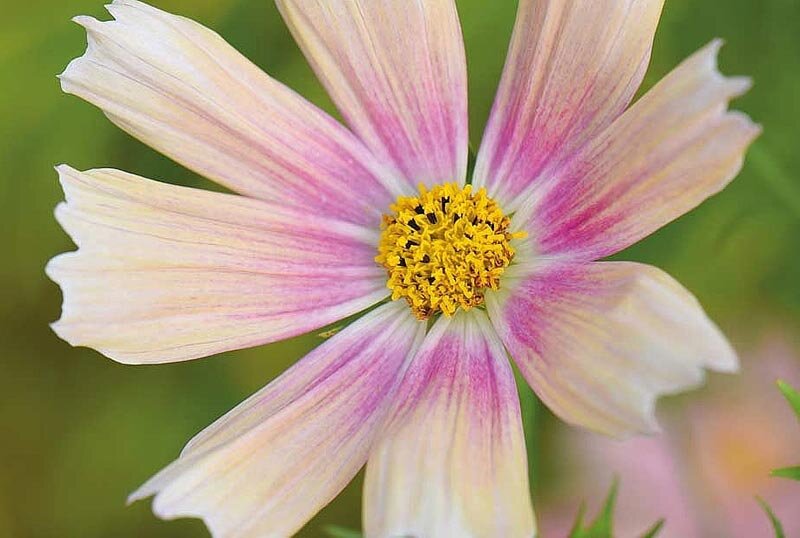 Космея ‘Apricot Lemonade’, фото: www.thompson-morgan.com