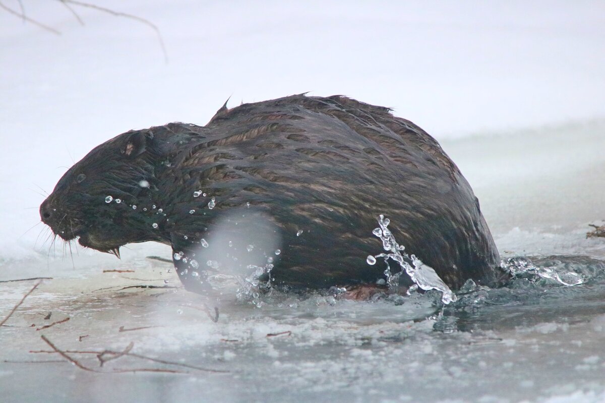 Автор фото: Алексей Третьяков