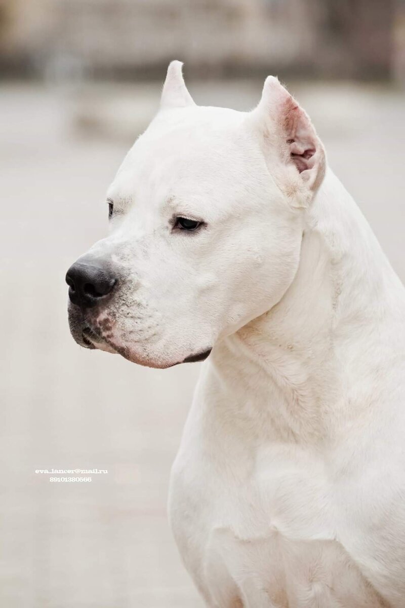 Фото взято у Татьяны Быковской. На мой взгляд - идеальная голова