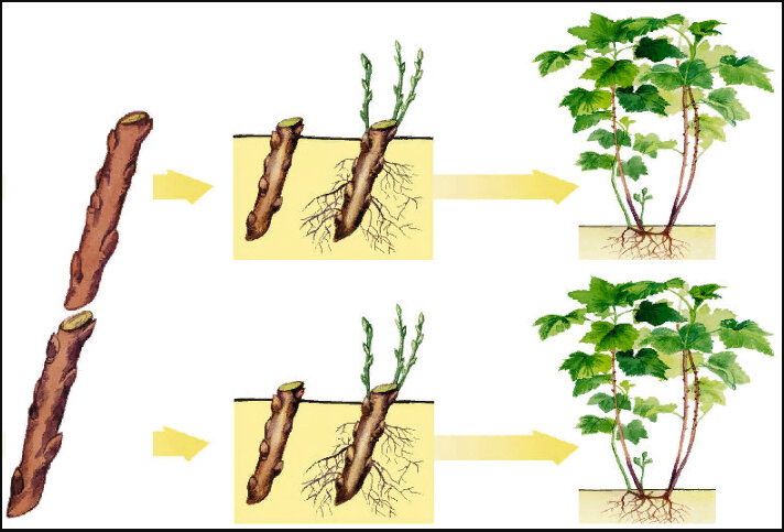 А знаете ли Вы как размножить смородину черенками правильно, и без нелепых ошибок?
