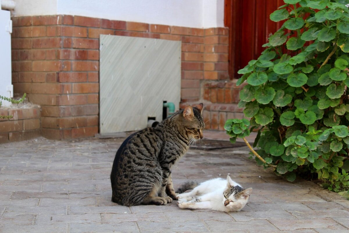 Это история жителей Венеции, которых вытесняет в массовом порядке бурно развивающаяся индустрия массового туризма, их дома превращаются в выгодные арендные квартиры и отели.