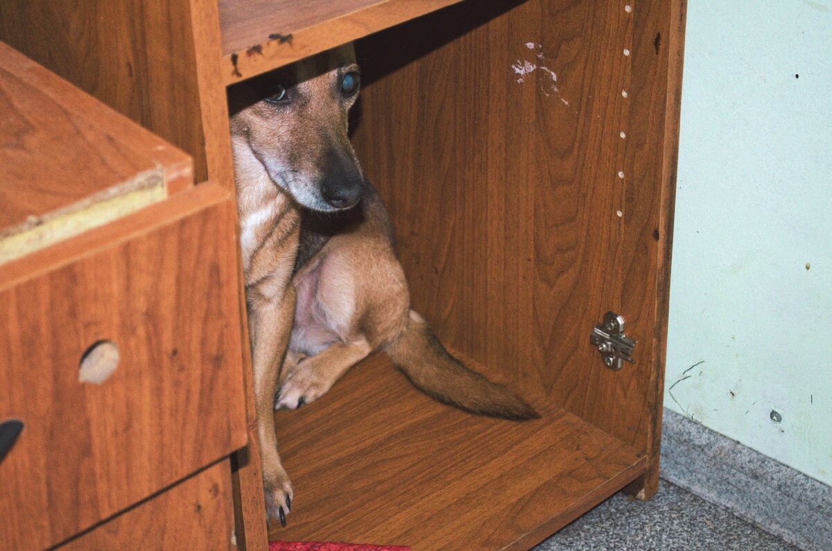 Стеша была очень напугана после кладбища. Фото из отлова