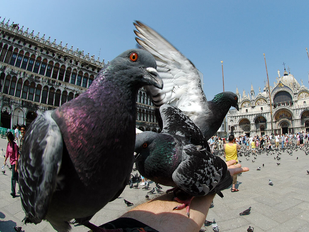 Голуби на площади Сан Марко. Фото с сайта extrip.su