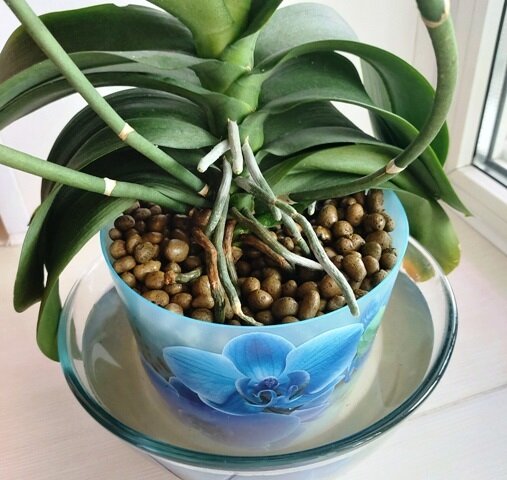 Как орхидея в керамзите поливается?