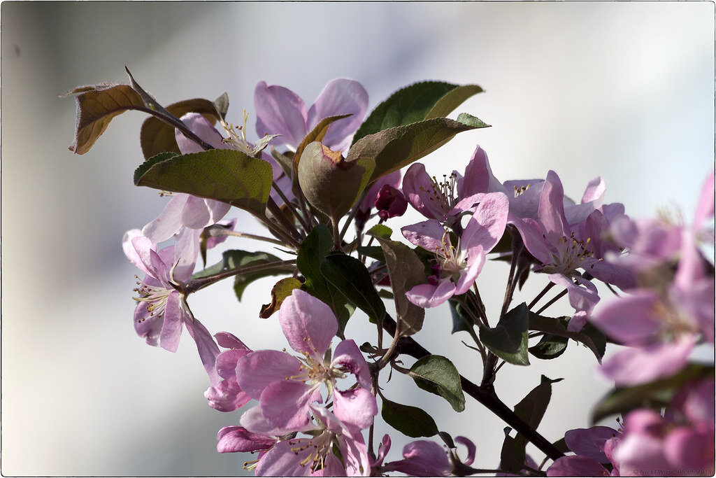 2. Цветущая яблонька © NickFW.ru