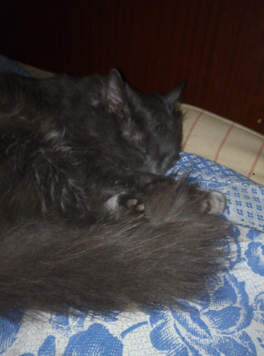 Отличный котик 