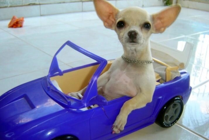 Фото взято с сайта: https://vplate.ru/chihuahua/klichki/