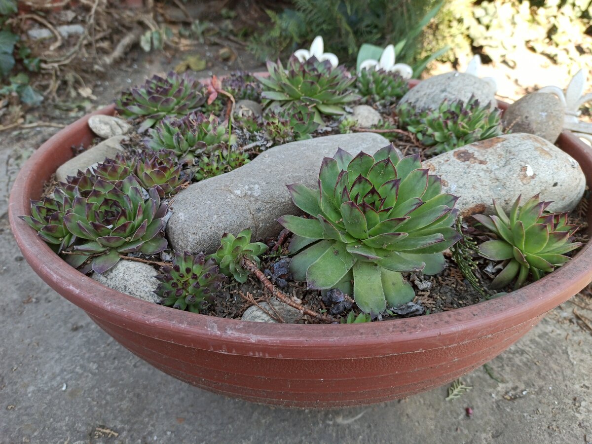 Молодило Sempervivum Cassiopea