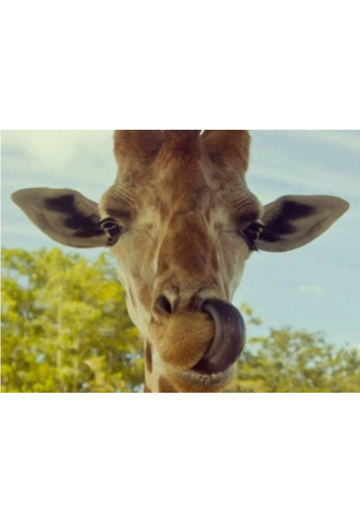 Жирафы могут чистить себе уши и нос языком.
Жирафы – не просто самые высокие в мире существа, у них также очень длинные языки, почти 53 см. Языками они могут дотянуться до высоких ветвей, а также чистят ими свои уши и носы.