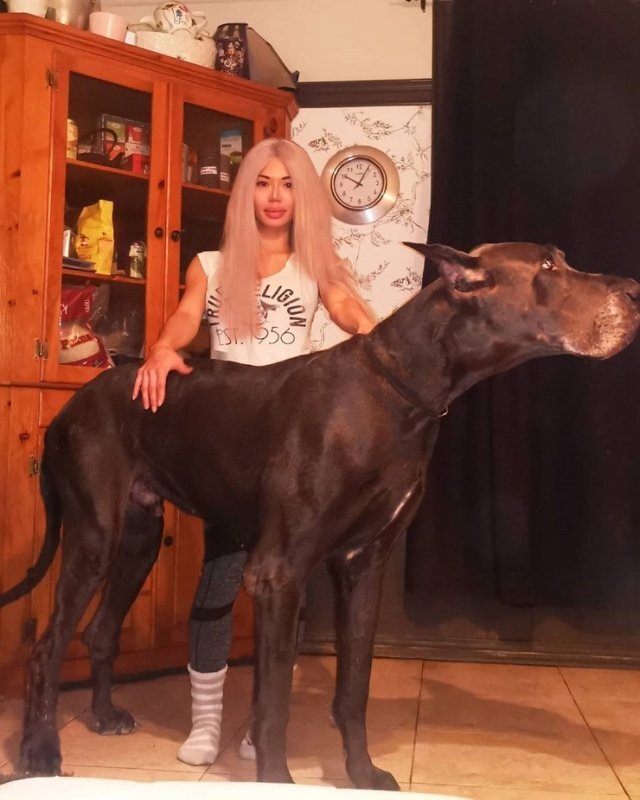   Немецких  догов не зря считают одними из самых больших пород собак — ведь  некоторые из них достигают поистине гигантских размеров! 8-летний пёс по  кличке Гром живёт в Канаде вместе со своими хозяевами и легко может  посоревноваться с ними в росте. Вед рост его хозяйки — 153 сантиметра, а  если Гром встанет на задние лапы, то достигнет отметки в 213  сантиметров!
Немецкий дог по кличке Thunder (Гром) — очень большой мальчик
  
