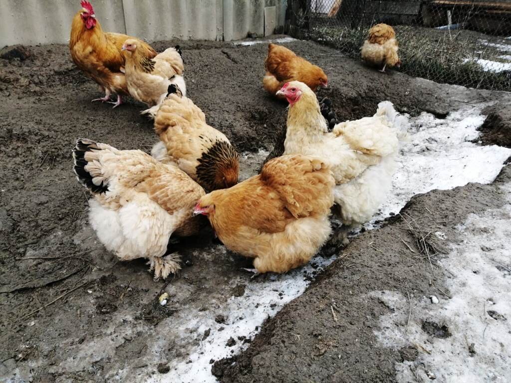 У здоровых кур - здоровые яйца