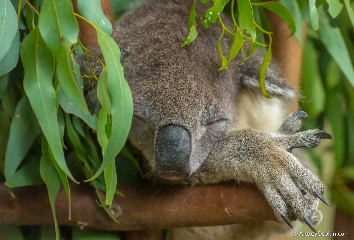 Гиб животное. Мокрая коала фото. Как цветет коала. Как цветёт коала фото. Лысый коала.