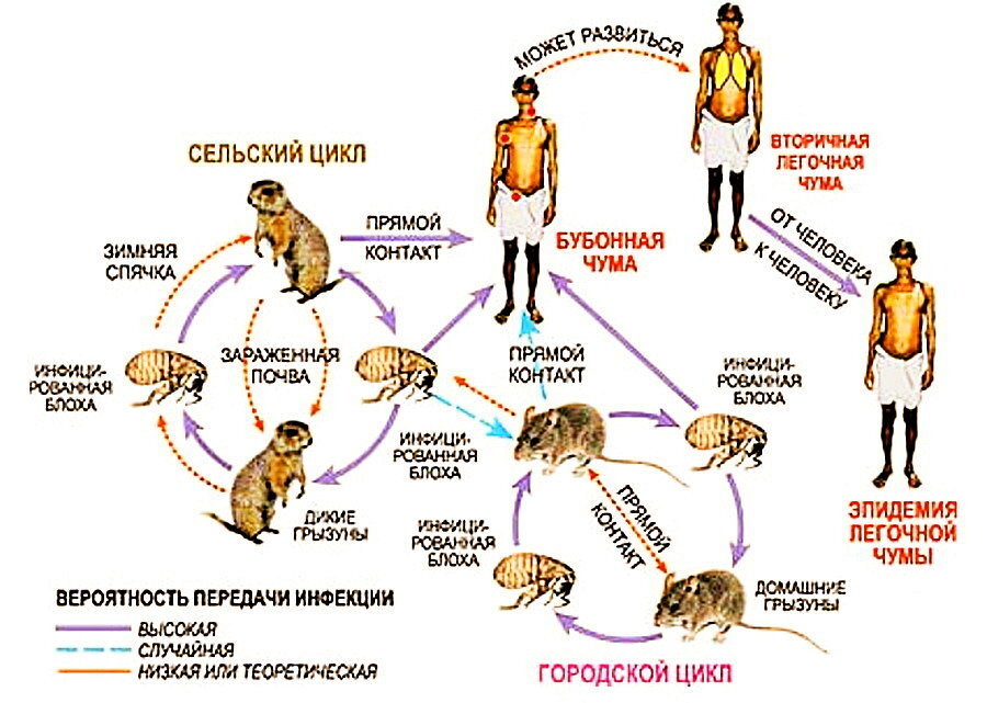 цикл развития чумы