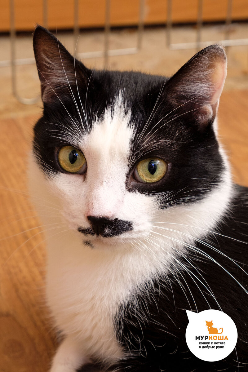 Никитису 4 года. У него перелом позвоночника, требуется сложный и длительный процесс лечения и восстановления. К сожалению, он уже не сможет ходить, но у нас в планах подарить этому пушистому герою коляску. Кот привит, есть ветеринарный паспорт. 