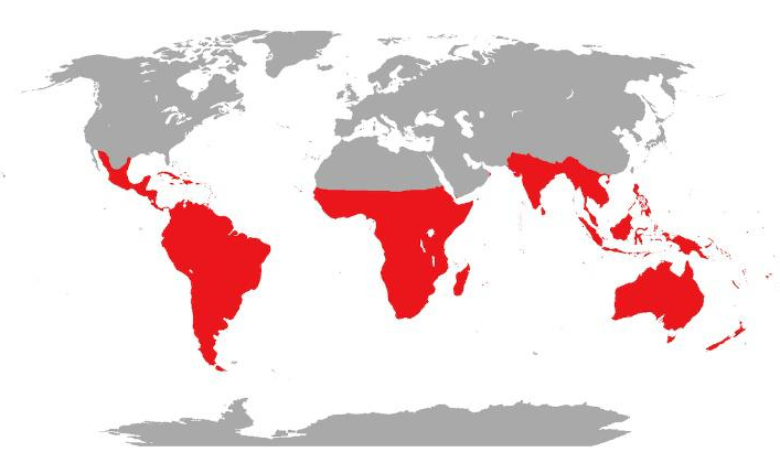 Карта распространения попугаев