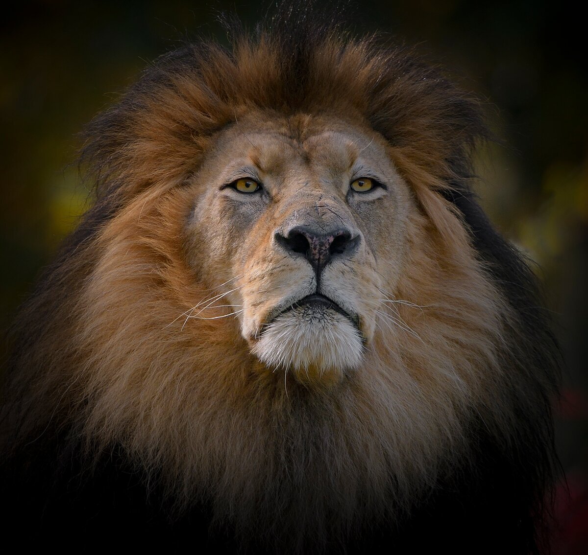 Павп. Лев. Красивый Лев. Морда Льва. Взгляд Льва.