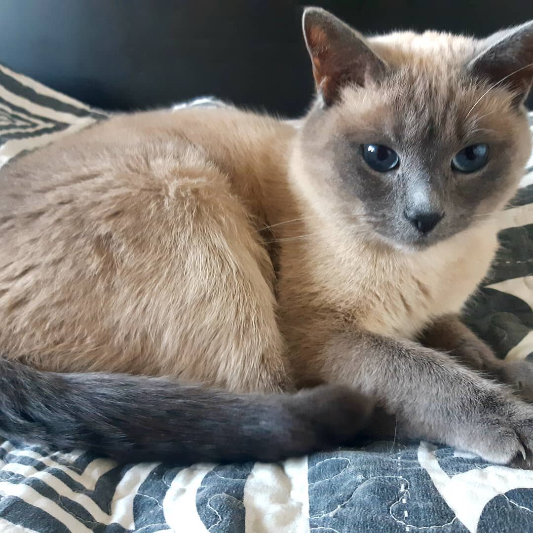 Кто точно не против посидеть дома  - так это наш кот по имени Норд