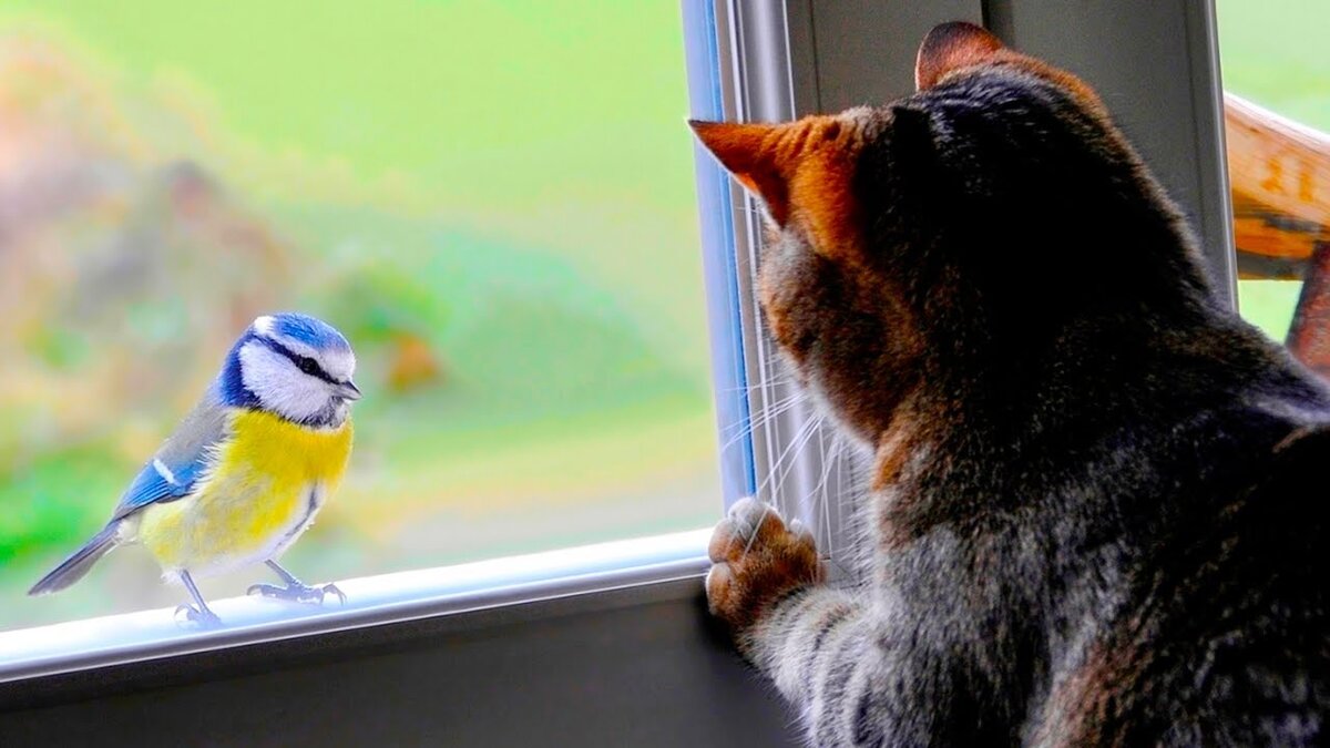 Фото Яндекс картинки.