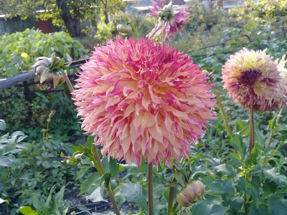 Мои георгины на даче