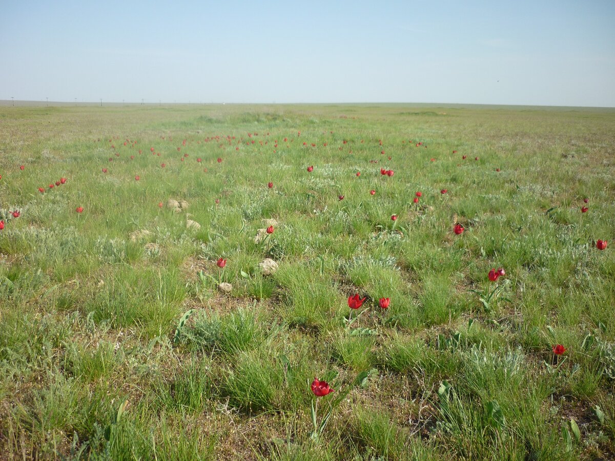 Последние тюльпаны. Южнее Элисты, 26 апреля 2015 года.