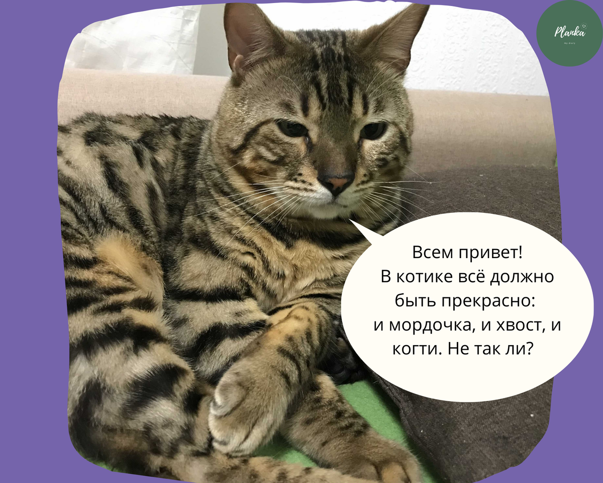 Кот  Кузя  после "маникюра". Фото: Planka