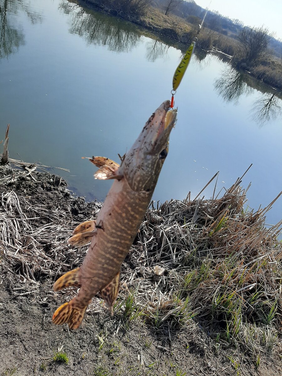 Щука крупным планом