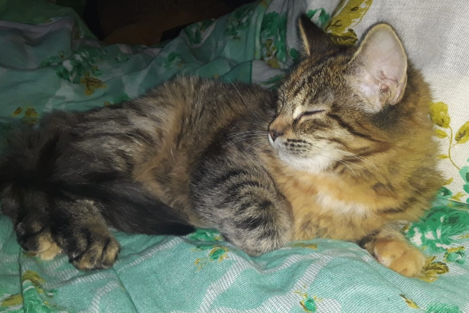 Многоцветные кошки приносят счастье.И больше всего нравятся домовым.Это Пусия.