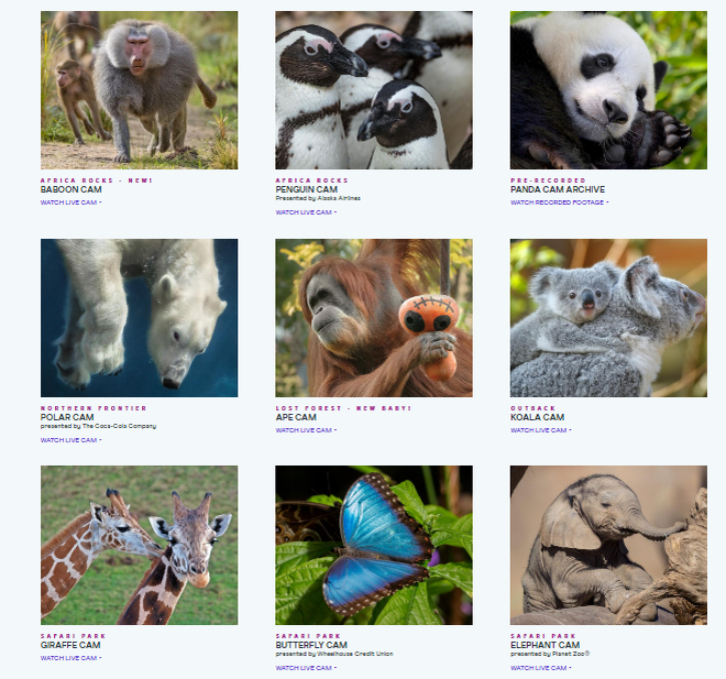 https://zoo.sandiegozoo.org/live-cams