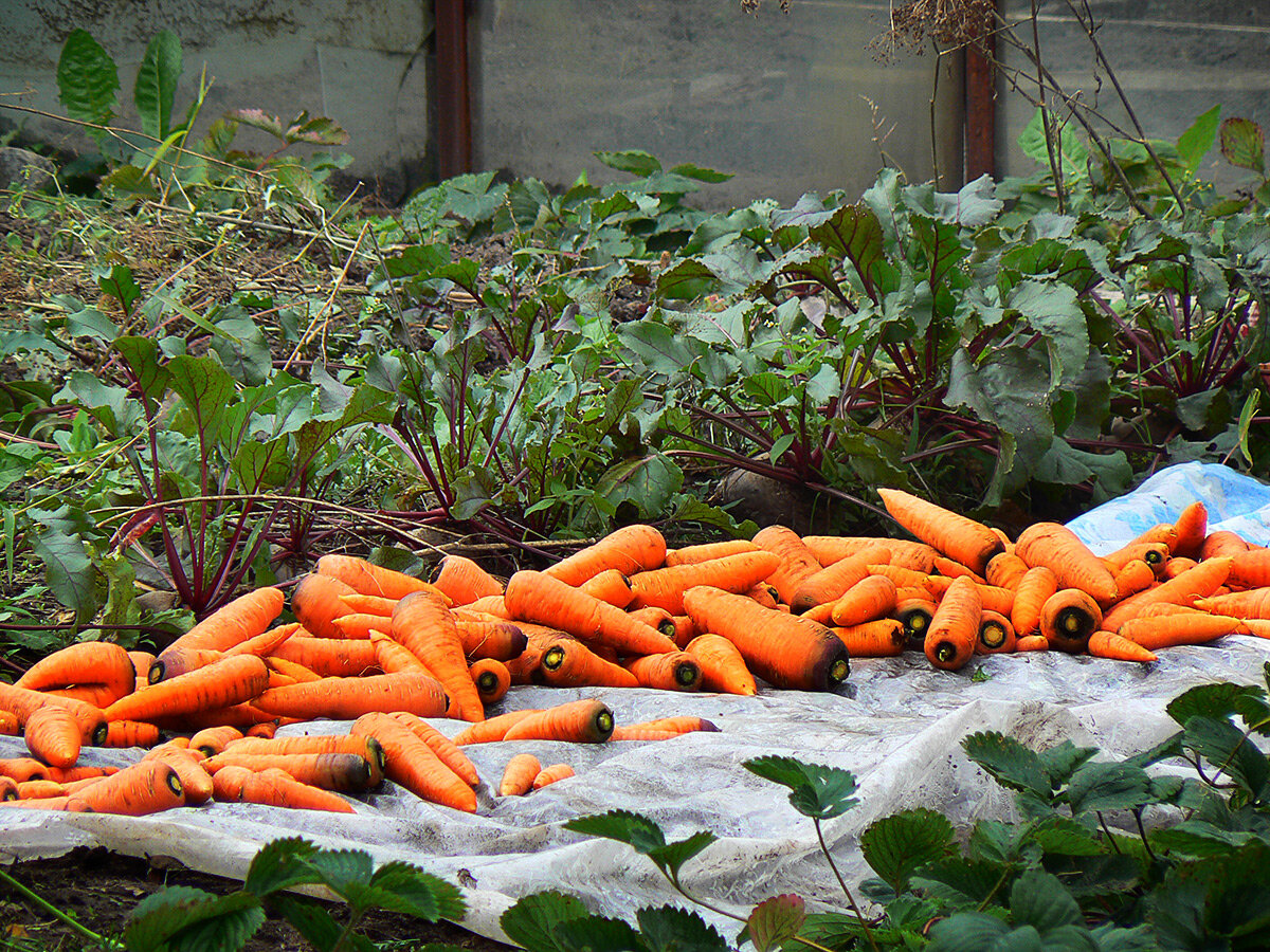 Мое фото. Морковь уродилась ровненькой 20-25 см.