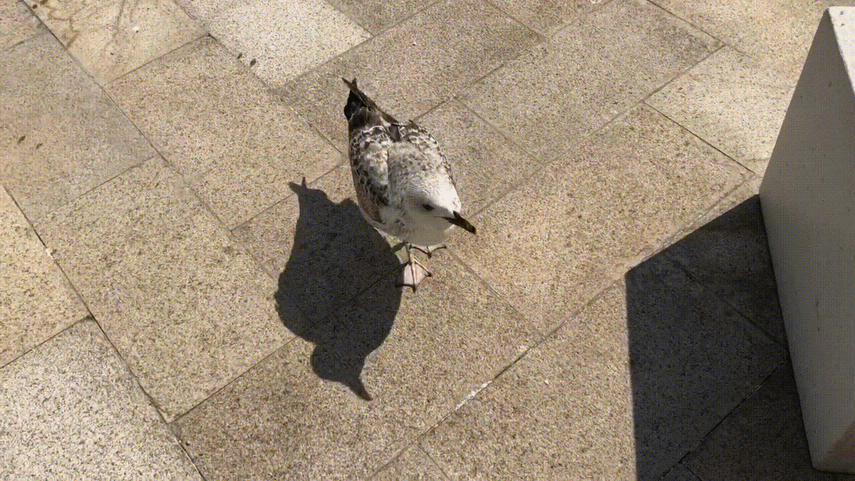 Чайка тяпнула за палец))