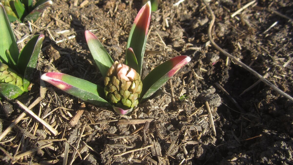 Розовый сорт