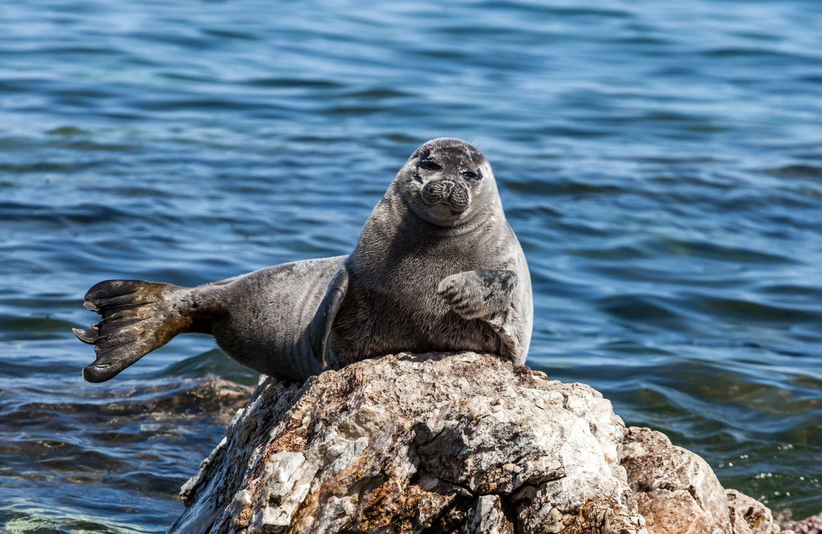 Байкальская нерпа.